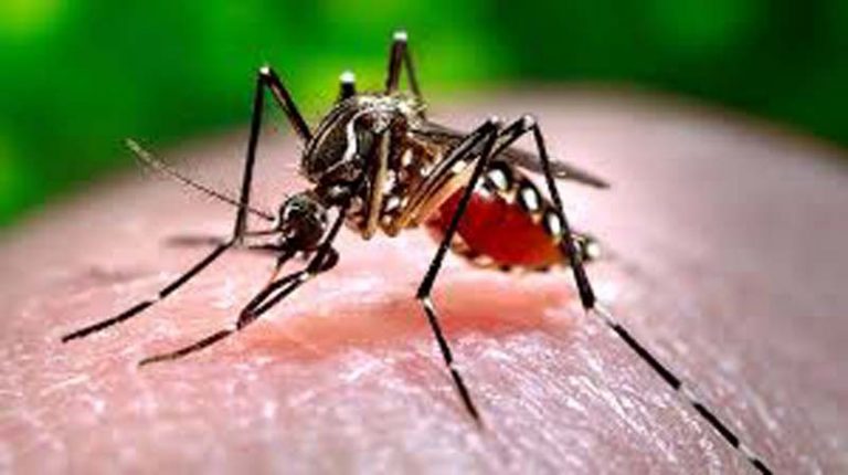 Study Reveals Impact of Temperature and Rainfall on Dengue Spread