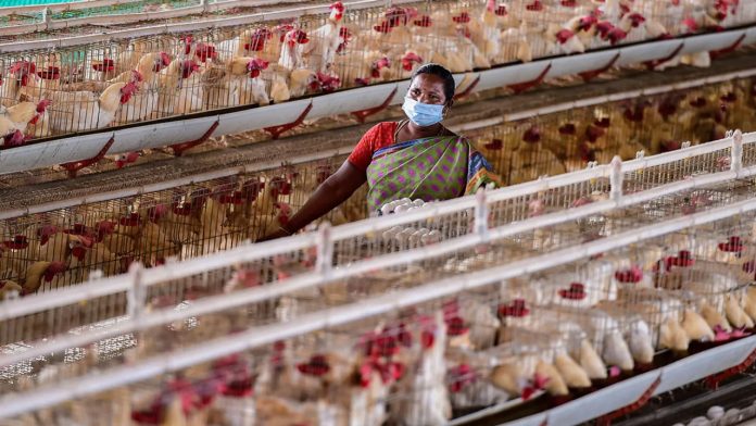 Over 17,000 Chickens and Quails Culled in Chhattisgarh After Bird Flu Outbreak
