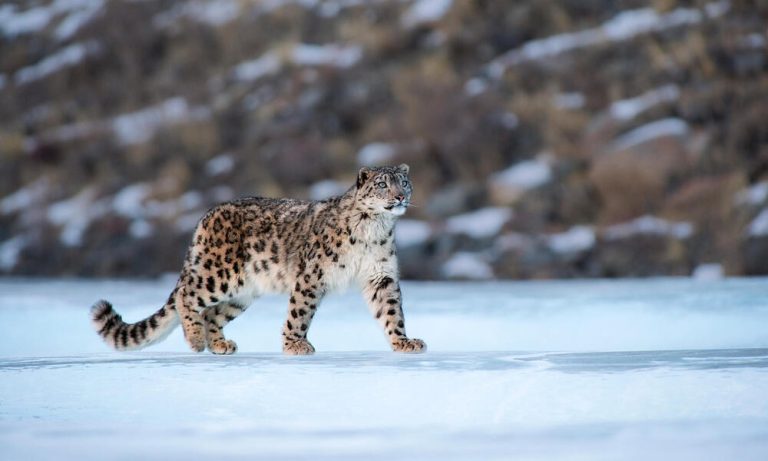 Snow leopards in Himachal Pradesh's Lahaul-Spiti region